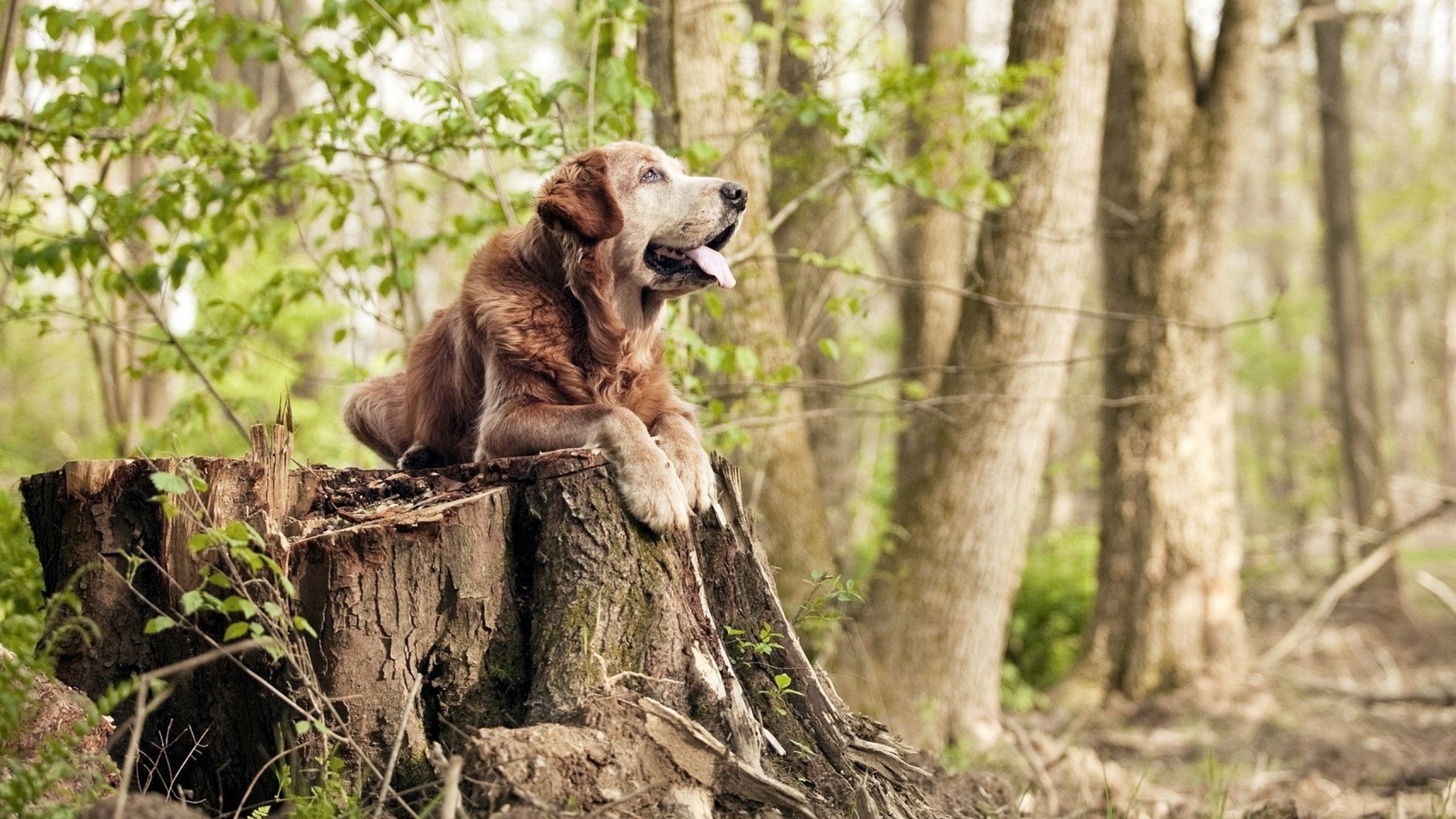 街道缠斗与攻防弈术，双重视角下的节奏掌控哲学