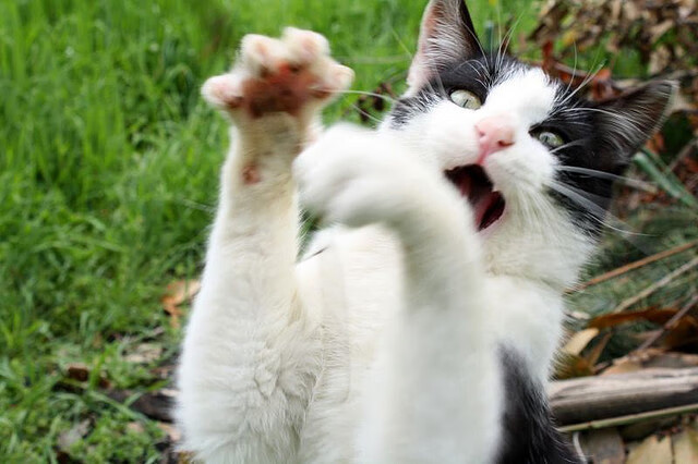 哈利伯顿手术刀般切割广东防线，新疆队闪电战诠释何为现代篮球