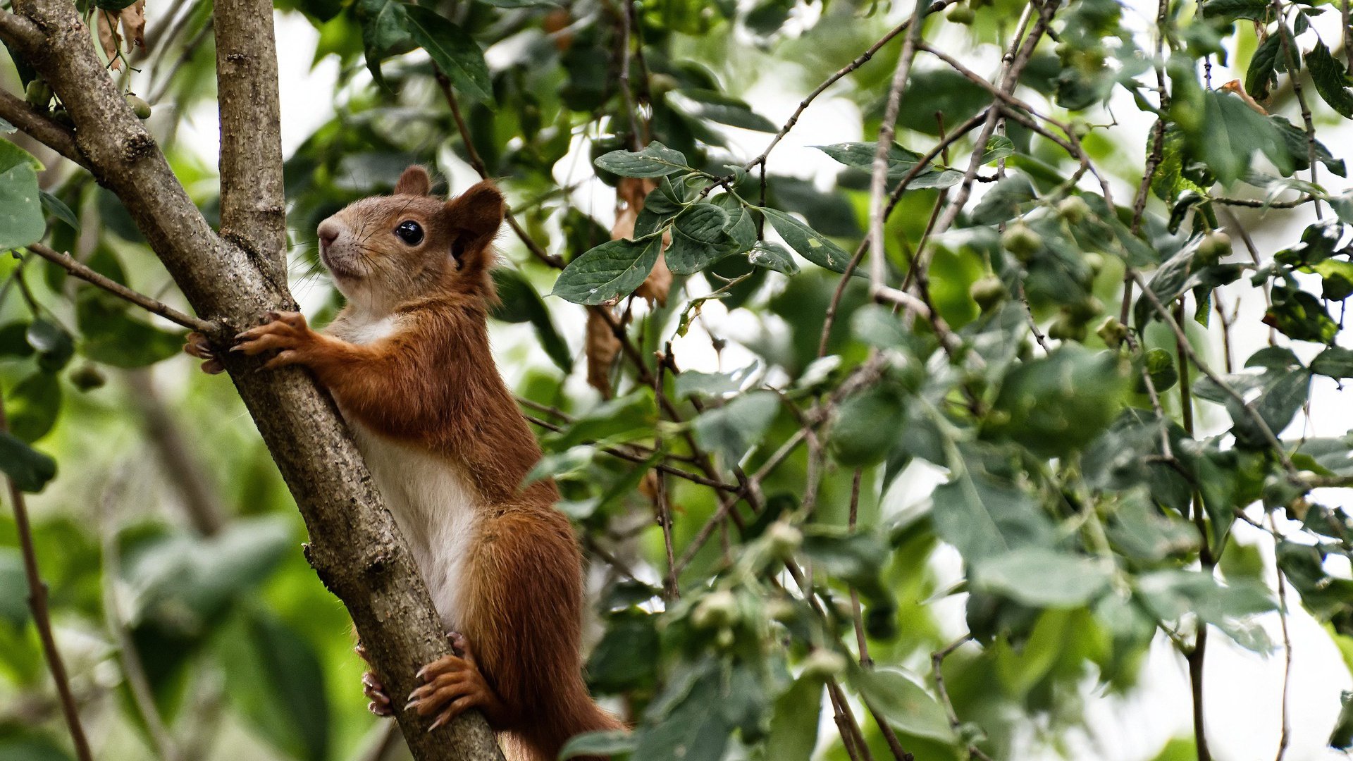 开云体育中国-火与冰，西亚卡姆全程高能输出，深圳队用冷淬防守浇灭热火