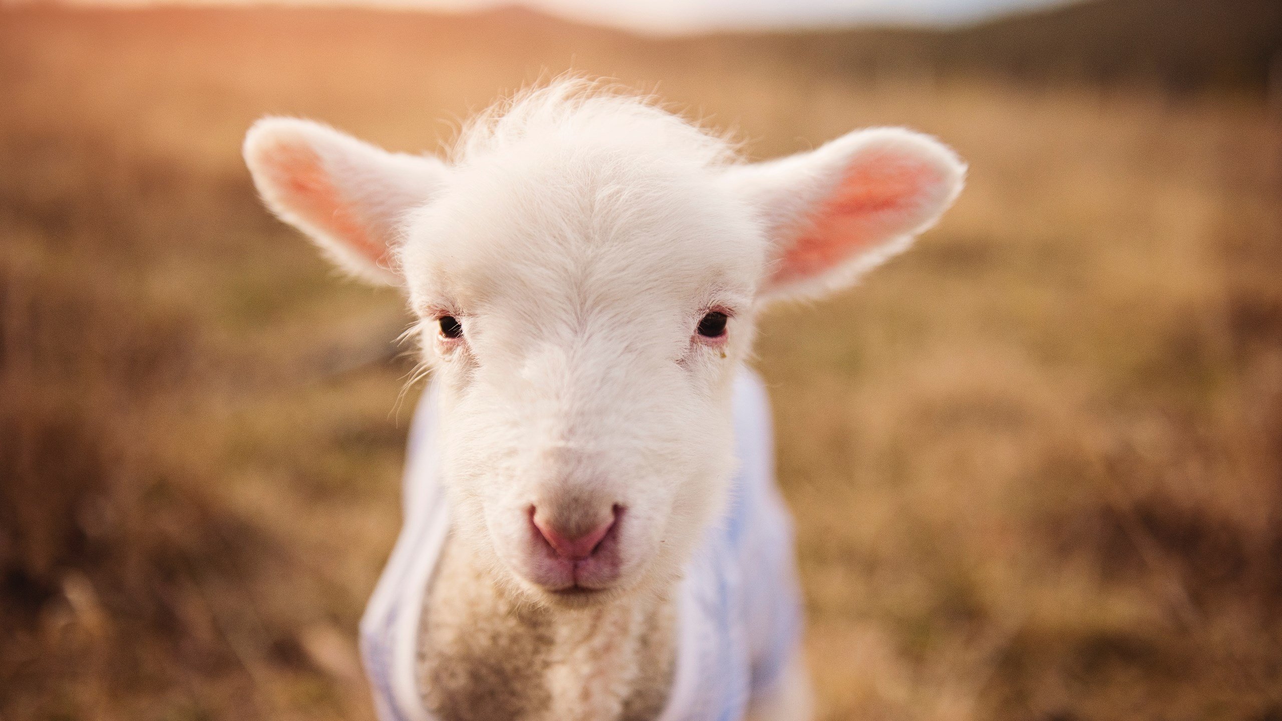 开云体育2026-奥运入场券之夜，一人舞台，坎特彻底撕碎防线