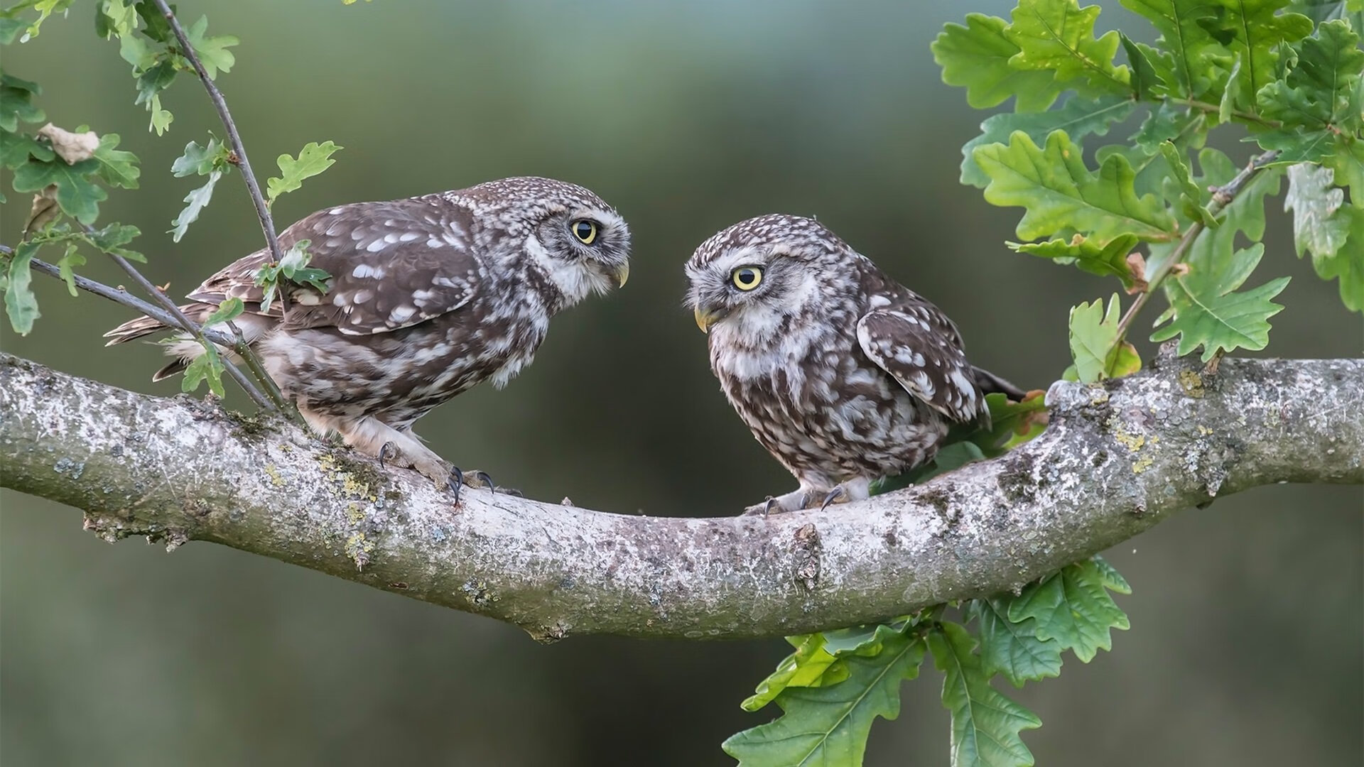 绿茵与硬木的交响,杜兰特以足球智慧照亮雄鹿狂胜之夜