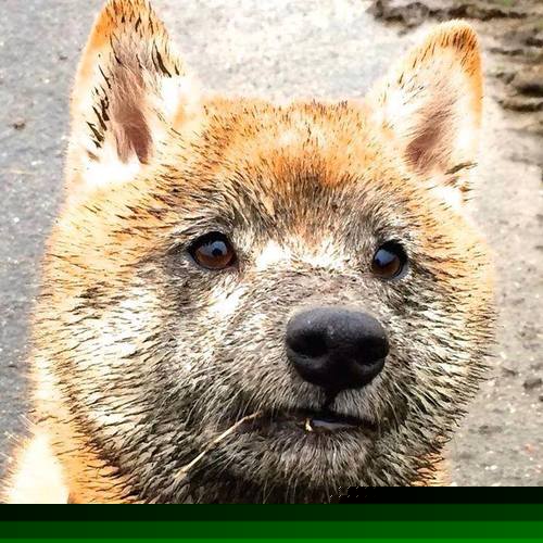 开云体育2026-跨界之王，当格鲁吉亚魔术师在NBA总决赛投出世界波