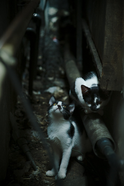 平行时空的悬念美学,世界杯的持久颤动与篮球的干脆利落
