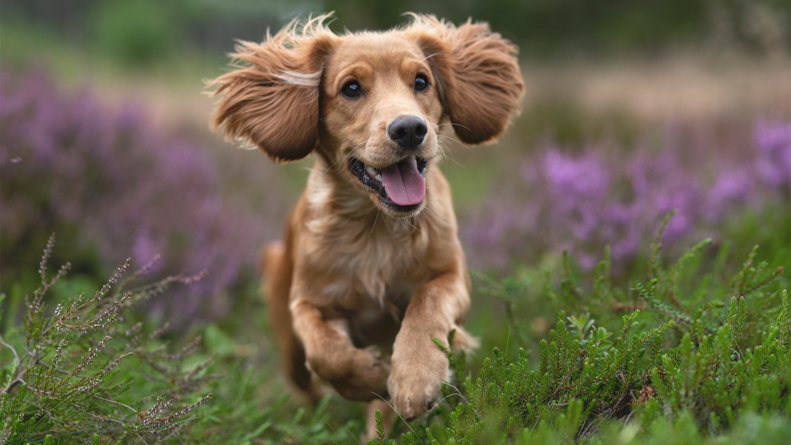 东契奇霸权与尼克斯铁蹄,一场关于火力与统治的「王朝狩猎」