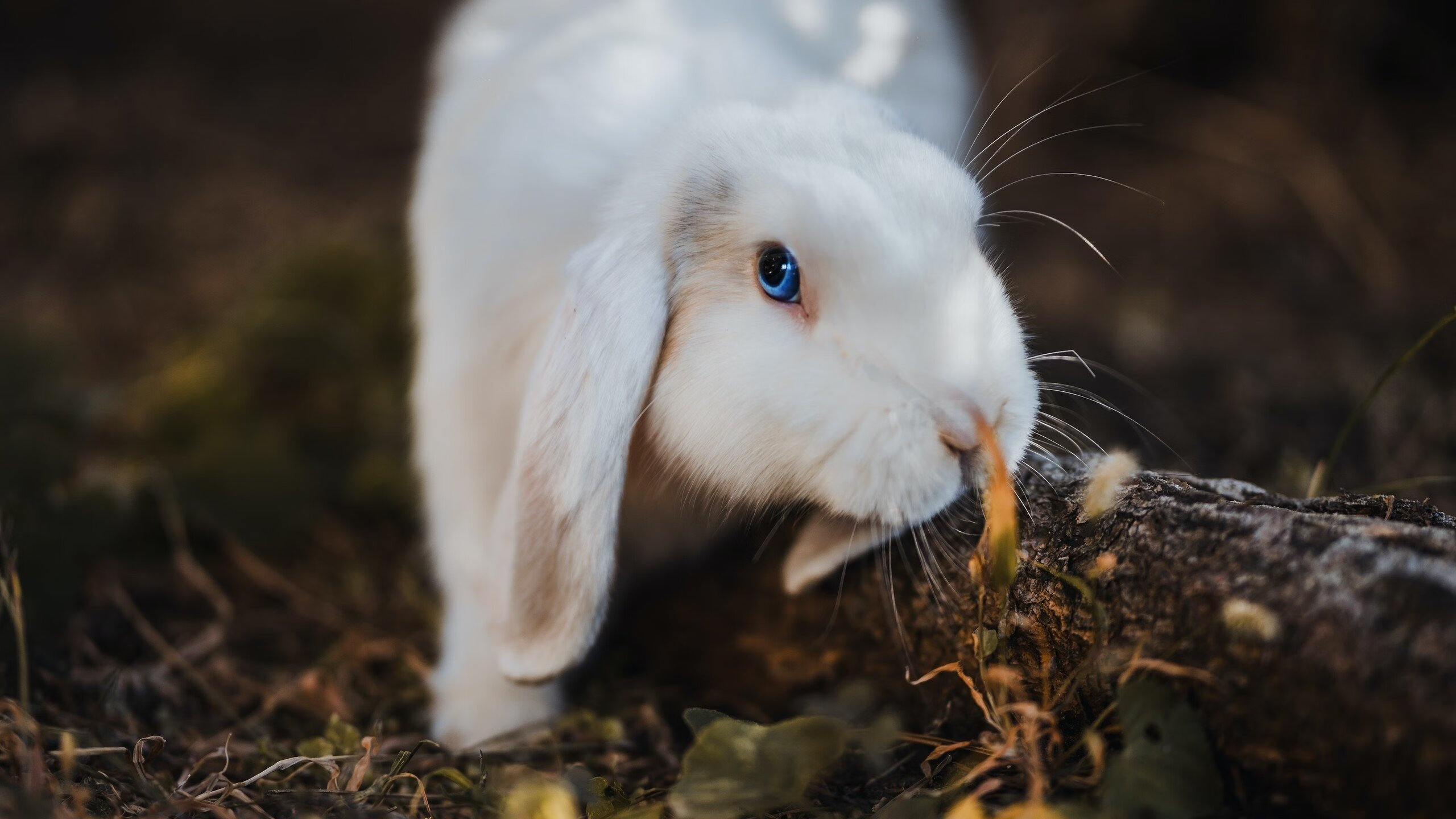开云体育在线-英雄与体系，当詹姆斯扛起全队，马刺用连续得分压制火箭