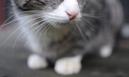 开云体育2026-双城记，伦敦的德比硝烟与纽约的篮球狂欢