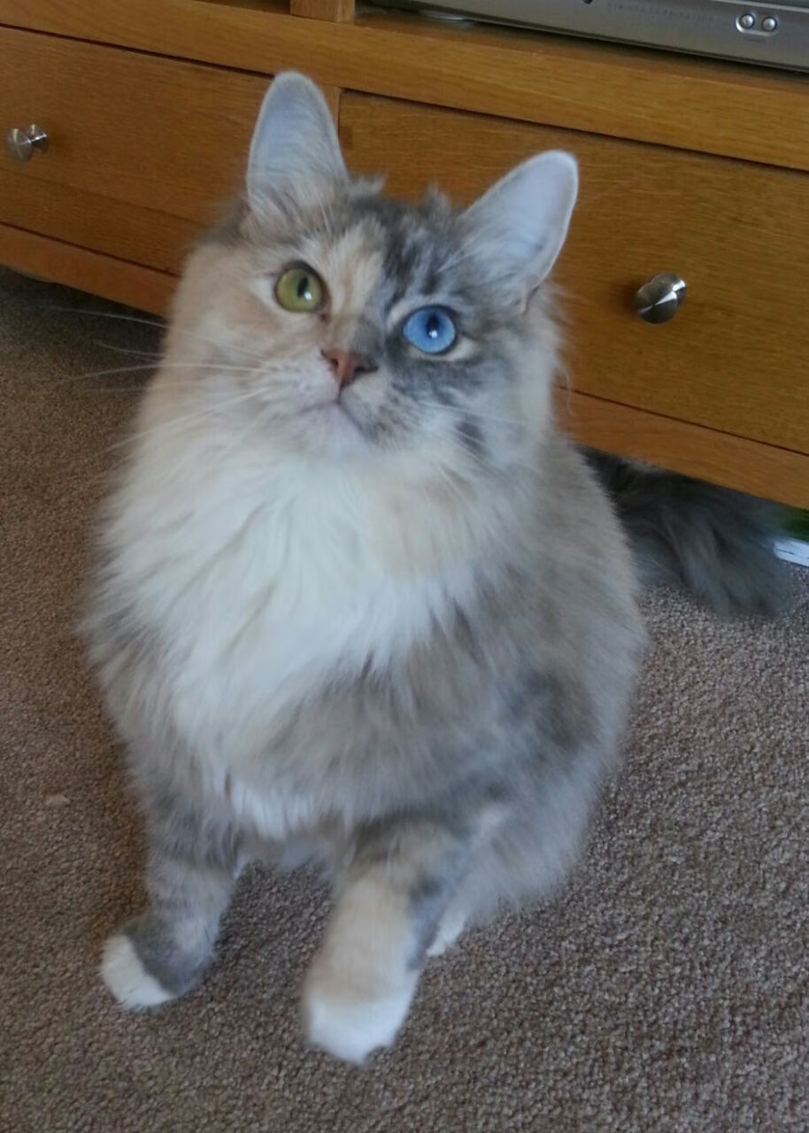 橙衣军团的叹息,黄喜灿两连击刺穿罗马,亚欧足球版图再现裂缝