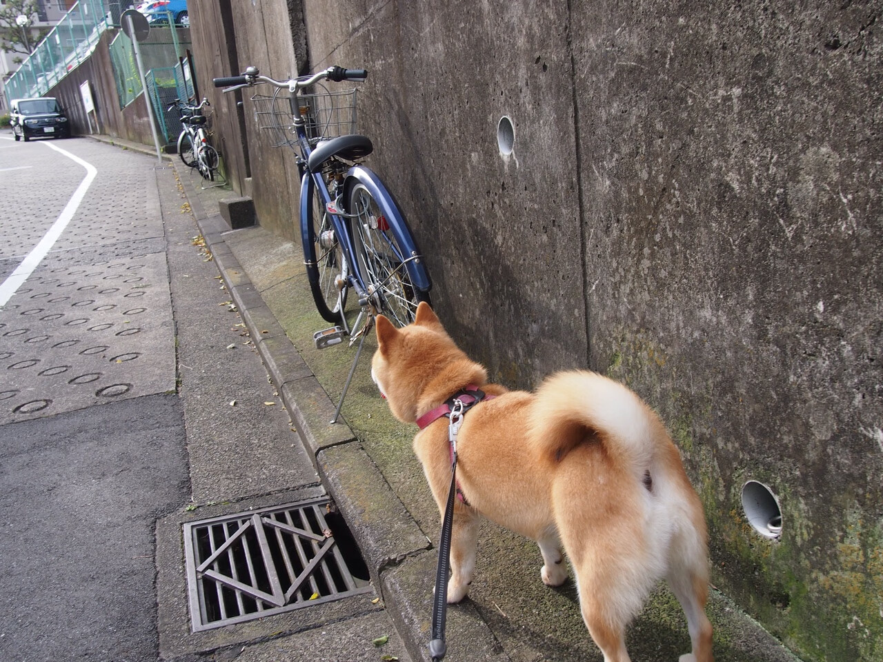 开云体育官网-绿茵棋盘上的智斗，当莫德里奇执子，一场不存在的南美与北非的对局
