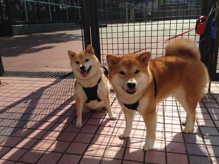 分屏闪耀，凯尔特人铁血攻克山西，德罗赞西甲德比封神夜