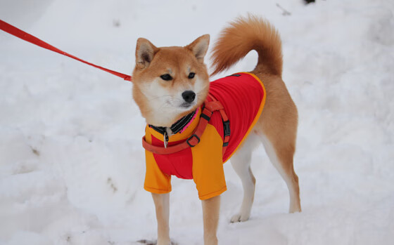 开云sport-冰与火的碰撞，当维京战吼碾碎蓝鹰之翼，无名门将如何一战封神？