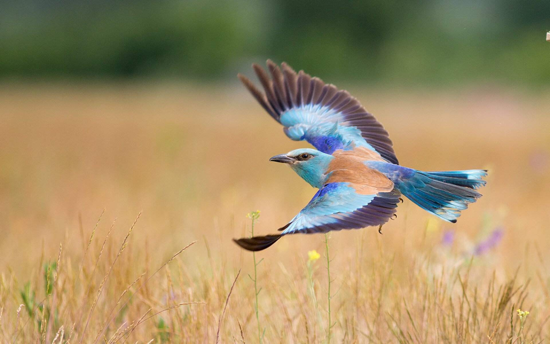 开云体育app-当NBA遇见CBA，次元壁崩塌之战，班凯罗让新疆队见识何谓完全无解