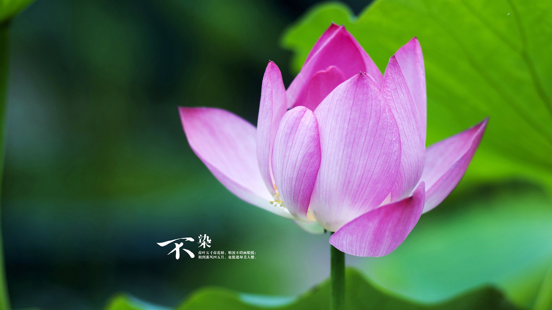 双重唯一性,当橙衣血脉注入星条旗之心—德容定义美摩大战的历史坐标