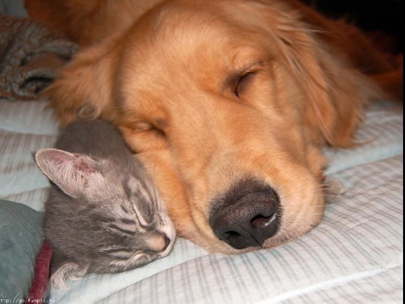 开云sport-北极光下的致命一击，2026世界杯E组，冰岛维京战吼震碎罗马尼亚，费利克斯一剑封喉