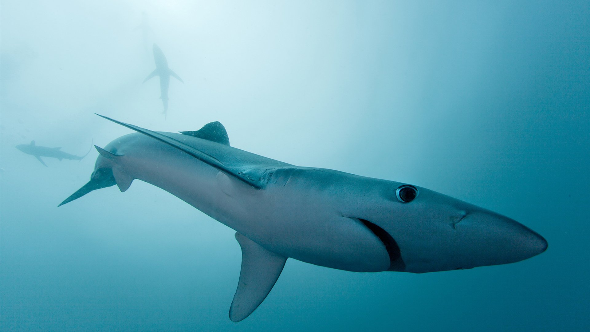 开云sport-孤星破晓，当团队足球在卢赛尔终结个人神话，阿诺德用一场胜利为世界杯写下注脚